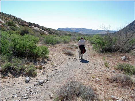 Willow Springs Loop