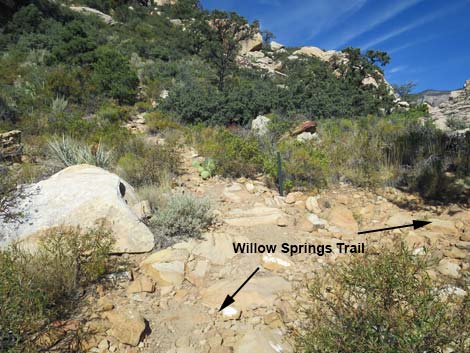 Willow Springs Loop