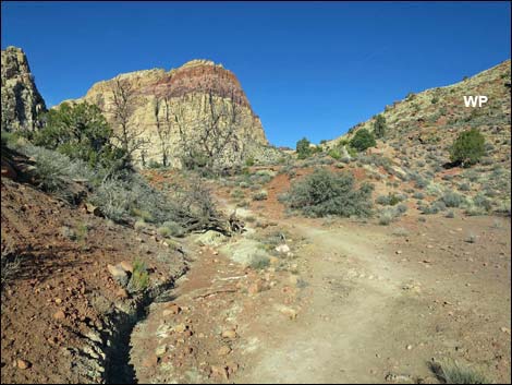 Wilson's Pimple Peak Trail