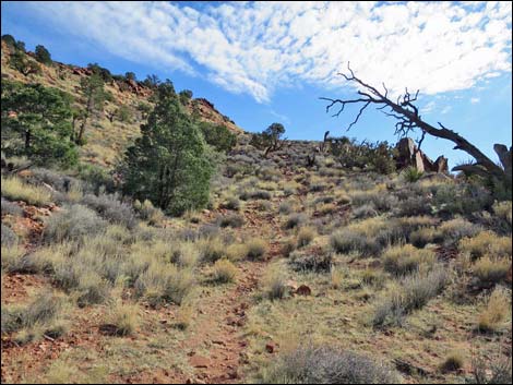 Wilson's Pimple Peak Trail