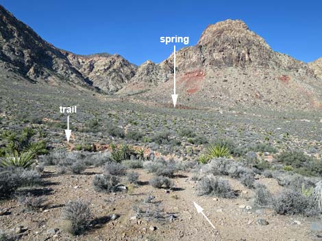 Wooden Fence Spring Trail