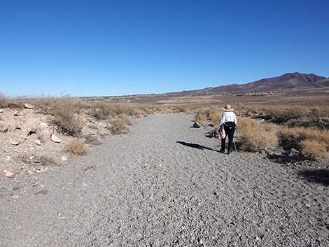 Petroglyph Canyon Trail