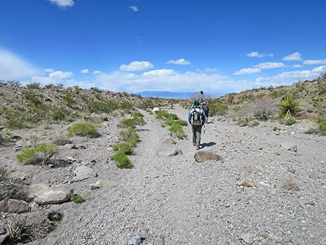 Petroglyph Canyon Trail