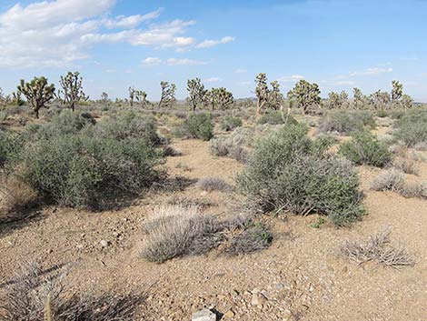 BLM "Spirit of Wilderness" Trail