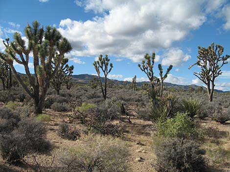 Wee Thump Joshua Tree Wilderness Area