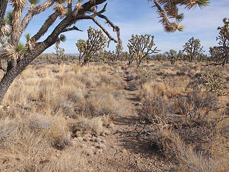 El Dorado Wagon Road Trail