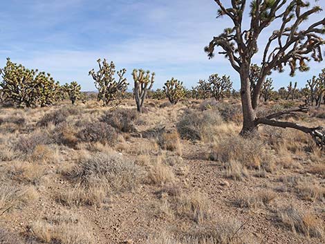 El Dorado Wagon Road Trail