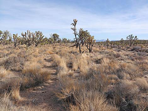 El Dorado Wagon Road Trail