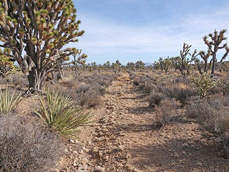 El Dorado Wagon Road Trail