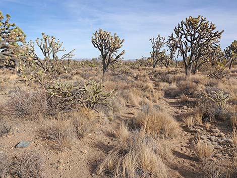 El Dorado Wagon Road Trail