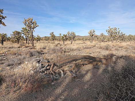 El Dorado Wagon Road Trail