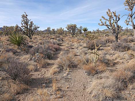 El Dorado Wagon Road Trail