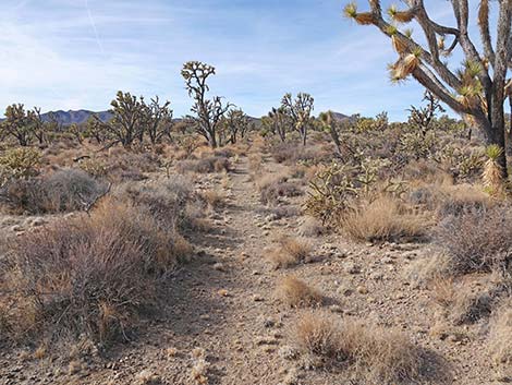 El Dorado Wagon Road Trail