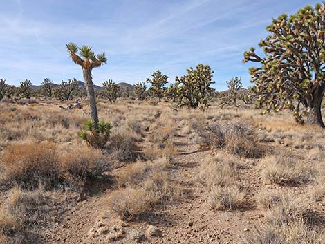 El Dorado Wagon Road Trail