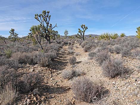 El Dorado Wagon Road Trail