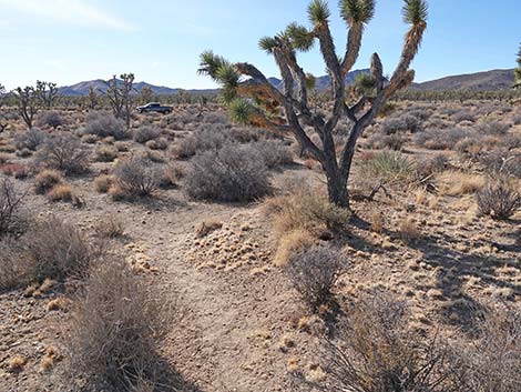 El Dorado Wagon Road Trail