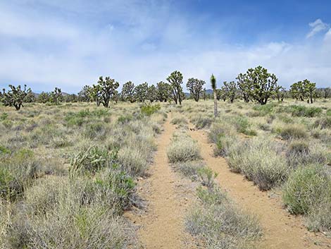 El Dorado Wagon Road Trail