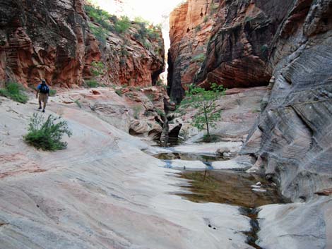 Observation Point Trail