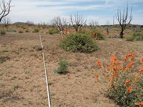 Mojave National Preserve