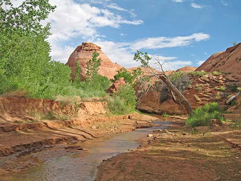 Coyote Gulch