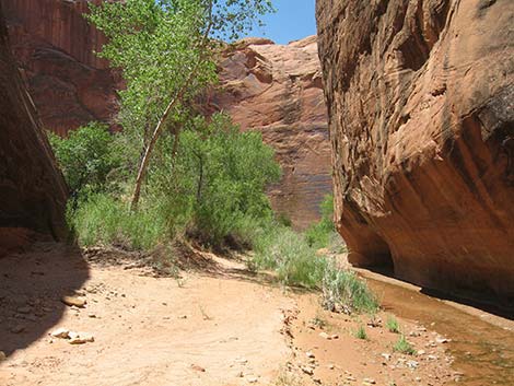 Coyote Gulch