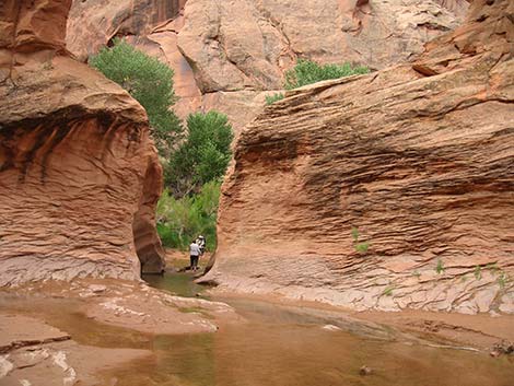 Coyote Gulch