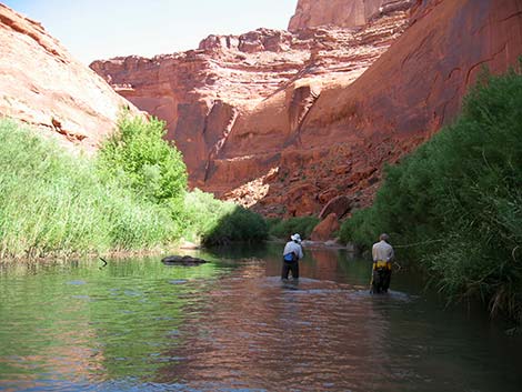 Coyote Gulch