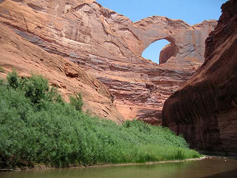 Coyote Gulch