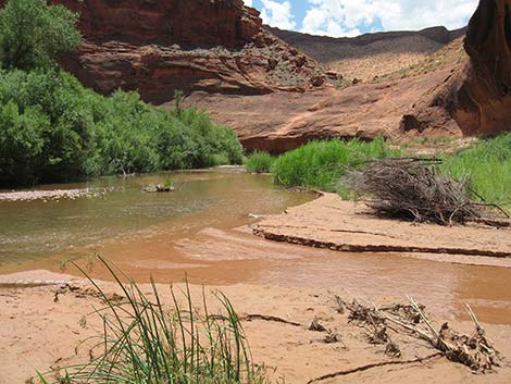 Coyote Gulch