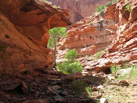 Coyote Gulch