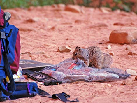 rock squirrel