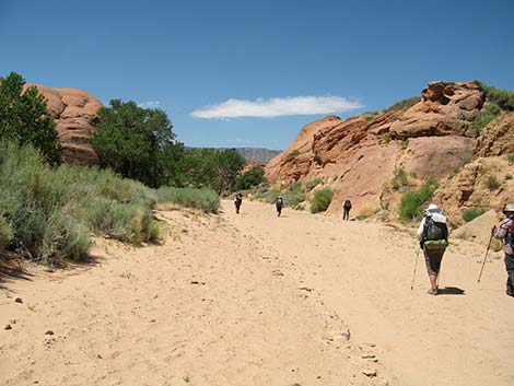 Coyote Gulch