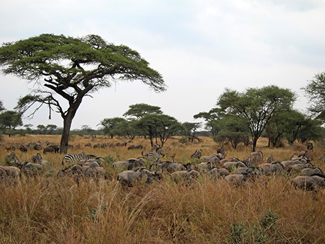 Tanzania