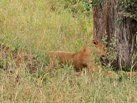 Tanzania