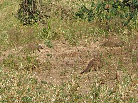 Tanzania