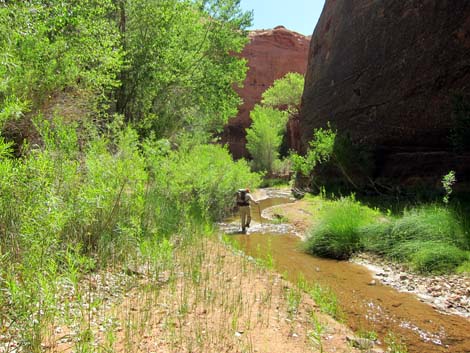 Coyote Gulch