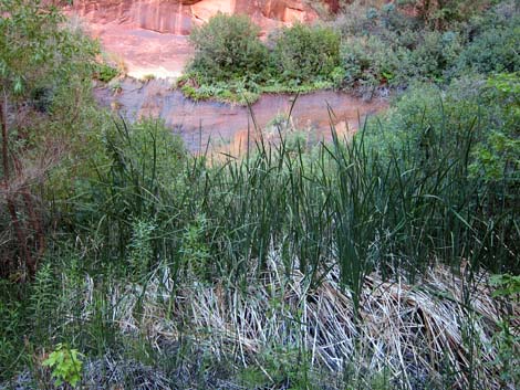 Coyote Gulch