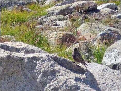 John Muir Trail