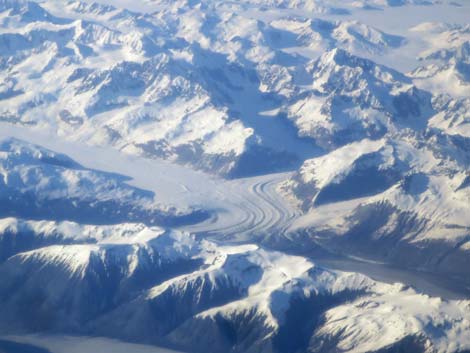 Alaska Birding