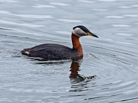 Alaska Birding