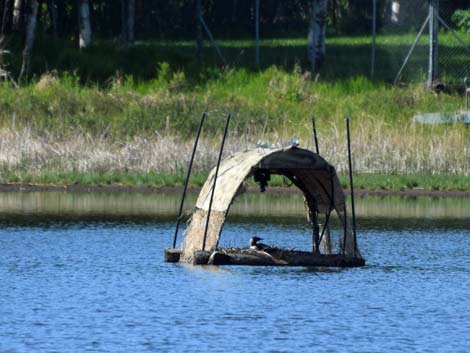 Alaska Birding