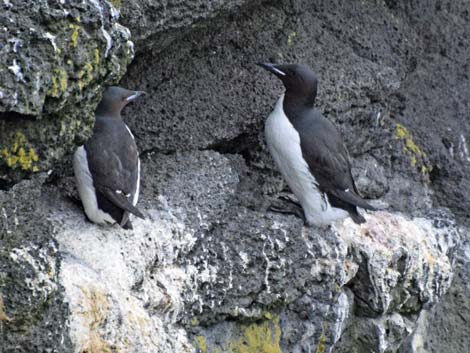 St. Paul, Pribilof Islands