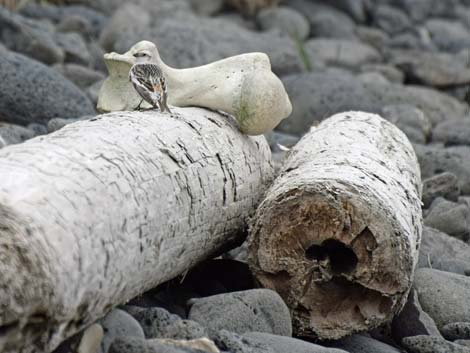 St. Paul, Pribilof Islands