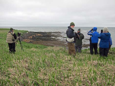 Alaska Birding