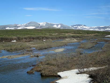 Nome birding