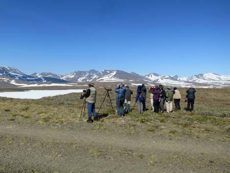 alaska birding