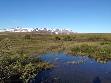 Nome birding