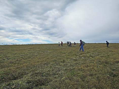 Nome birding