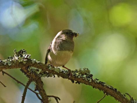 Nome birding