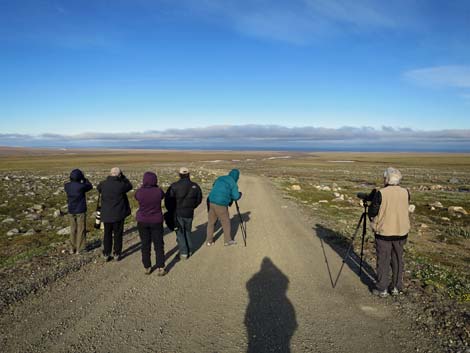 Alaska Birding